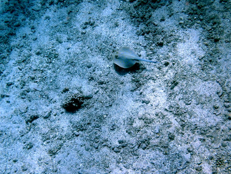 Vibrant blue spotted ray resting on sandy ocean floorの写真素材