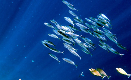 Vibrant shallow coral reef teeming with small fish in the red seaの写真素材