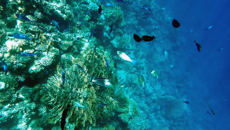 Vibrant shallow coral reef teeming with small fish in the red sea