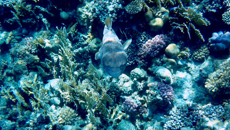 Spotted puffer fish swimming in Egypt's Red Sea