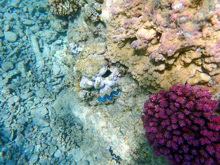 Vibrant blue mantle giant clam between coral in Egyptの写真素材