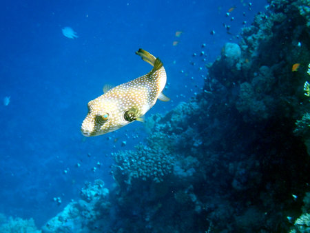 White spotted puffer fish over coral reef