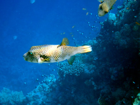 White spotted puffer fish over coral reef