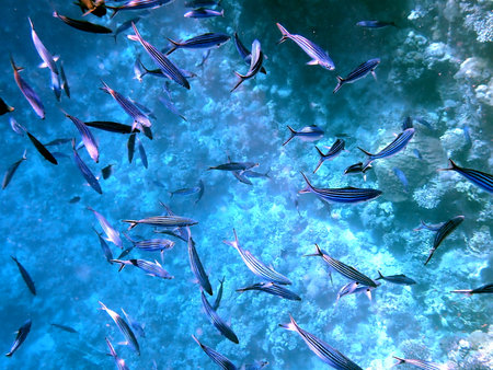 School of blue striped fish over coral reefの写真素材