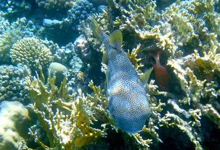 Spotted puffer fish swimming in Egypt's Red Sea