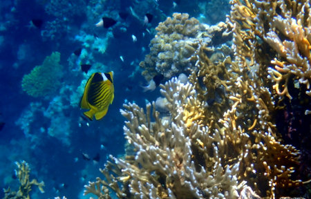 Schooling yellow striped butterflyfish over coral reef in Egypt