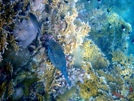 Blue spotted boxfish over coral reef in Egyptの写真素材