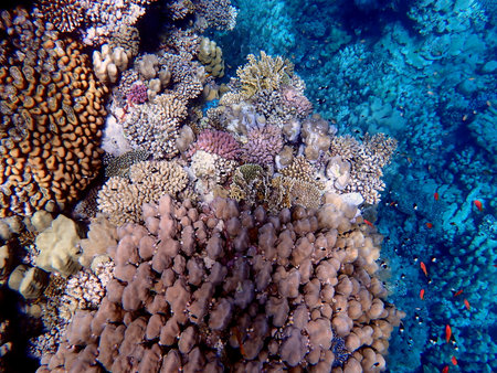 Vibrant shallow coral reef teeming with small fish in the red seaの写真素材