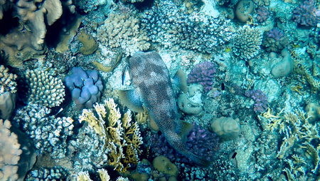 Spotted puffer fish swimming in Egypt's Red Sea