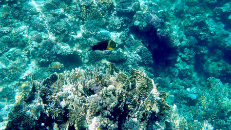 Green head wrasse with fringed tail fin in Egyptの写真素材