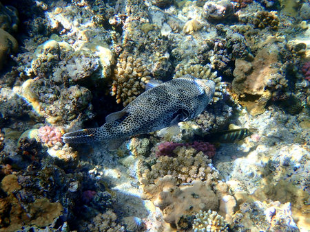 White spotted puffer fish over coral reef