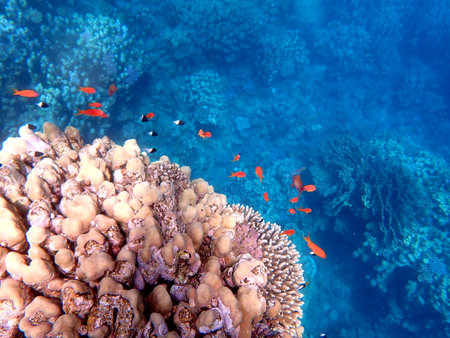 Vibrant shallow coral reef teeming with small fish in the red seaの写真素材