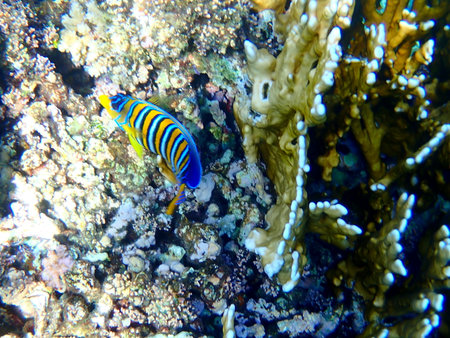 Blue yellow striped angel fish near coral in Egypt