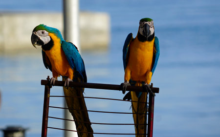 Two beautiful blue and yellow macaws perched outsideの写真素材