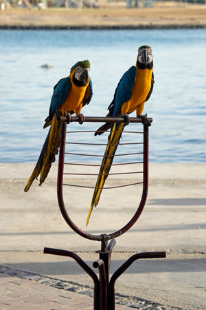 Two beautiful blue and yellow macaws perched outside