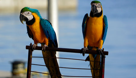 Two beautiful blue and yellow macaws perched outsideの写真素材