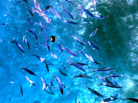 School of blue striped fish over coral reef