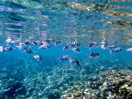 Yellow striped sergeant fish near branching coral in the red seaの写真素材