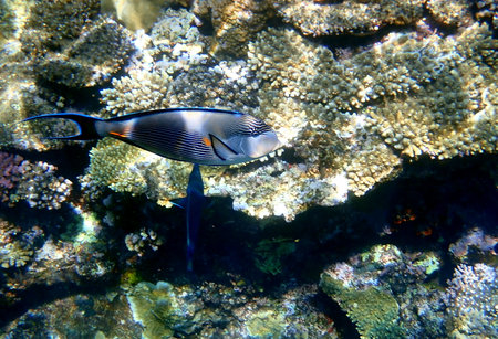 Dark blue surgeonfish with orange tail spine in Egypt