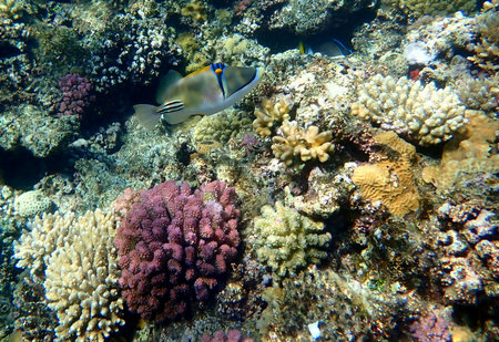Abstract patterned triggerfish over colorful coral reef in Egypt