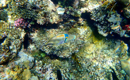 Abstract patterned triggerfish over colorful coral reef in Egyptの写真素材