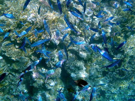 School of blue striped fish over coral reefの写真素材