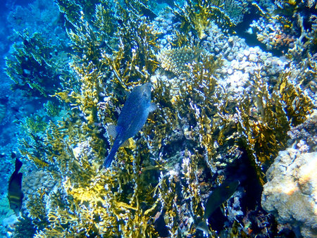 Blue spotted boxfish over coral reef in Egypt