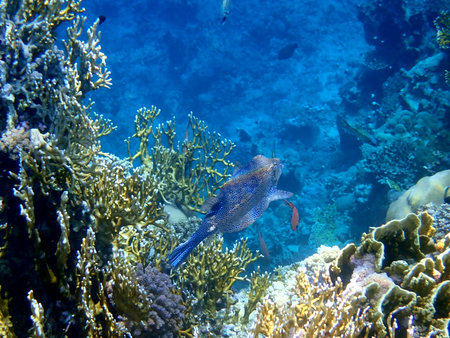 Blue spotted boxfish over coral reef in Egypt