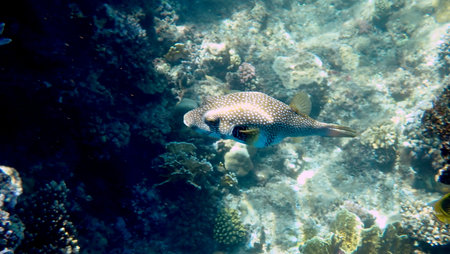 White spotted puffer fish over coral reef
