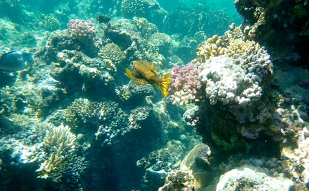 Yellow-brown boxfish with bright blue spots in the red seaの写真素材