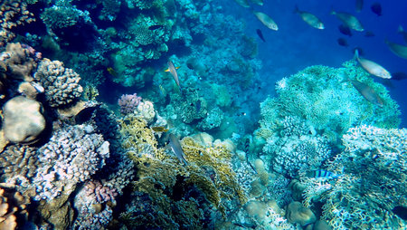 Vibrant shallow coral reef teeming with small fish in the red sea