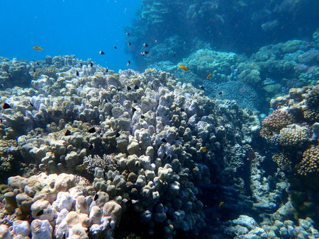 Vibrant shallow coral reef teeming with small fish in the red seaの写真素材