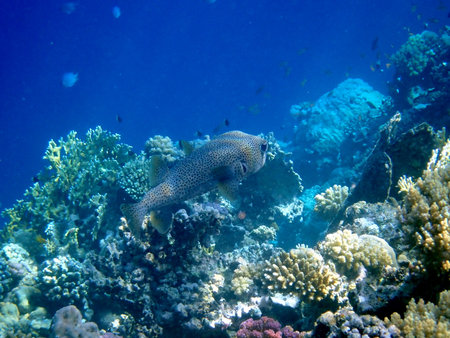 Spotted puffer fish swimming in Egypt's Red Seaの写真素材