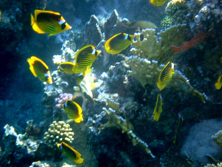 Schooling yellow striped butterflyfish over coral reef in Egyptの写真素材