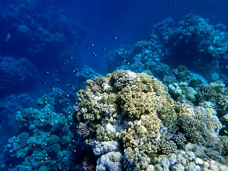 Vibrant shallow coral reef teeming with small fish in the red sea