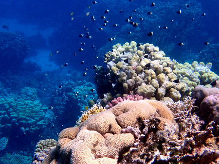 Vibrant shallow coral reef teeming with small fish in the red seaの写真素材