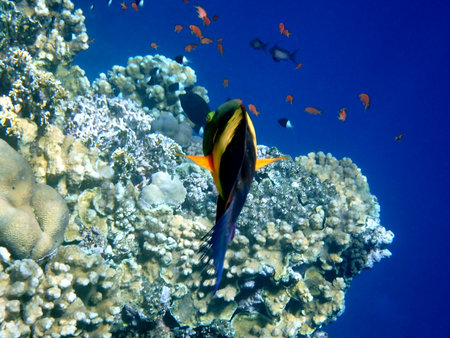 Green head wrasse with fringed tail fin in Egypt