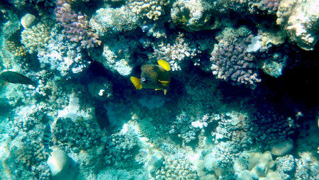 Yellow-brown boxfish with bright blue spots in the red seaの写真素材