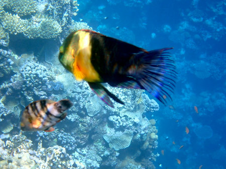 Green head wrasse with fringed tail fin in Egypt