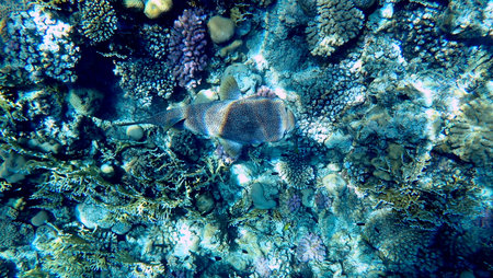 Spotted puffer fish swimming in Egypt's Red Seaの写真素材