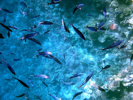 School of blue striped fish over coral reefの写真素材
