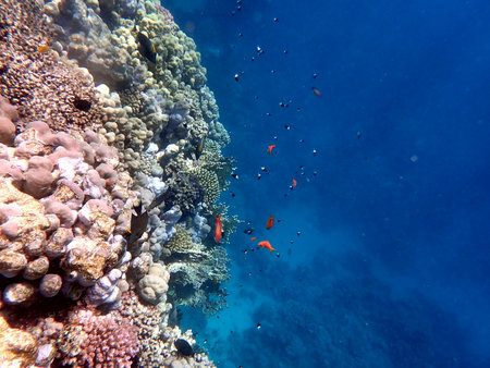 Vibrant shallow coral reef teeming with small fish in the red seaの写真素材