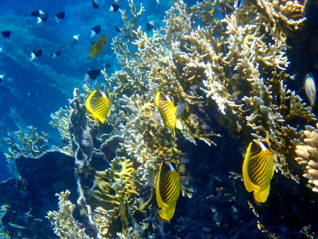 Schooling yellow striped butterflyfish over coral reef in Egyptの写真素材