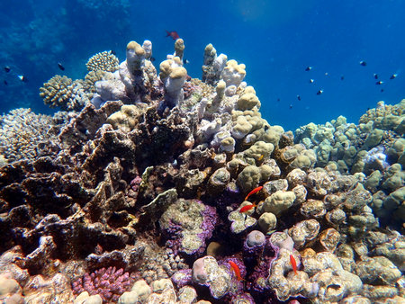 Vibrant shallow coral reef teeming with small fish in the red seaの写真素材