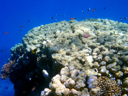 Vibrant shallow coral reef teeming with small fish in the red seaの写真素材
