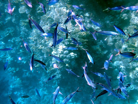 School of blue striped fish over coral reefの写真素材