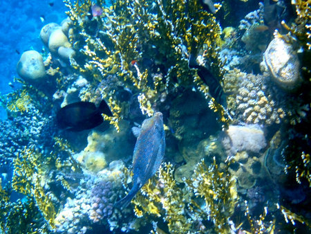 Blue spotted boxfish over coral reef in Egypt