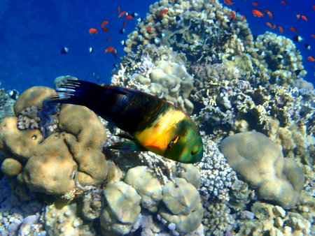 Green head wrasse with fringed tail fin in Egypt