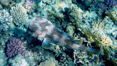 Spotted puffer fish swimming in Egypt's Red Sea
