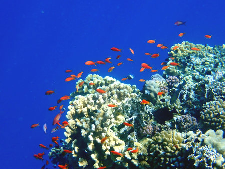 Vibrant shallow coral reef teeming with small fish in the red seaの写真素材